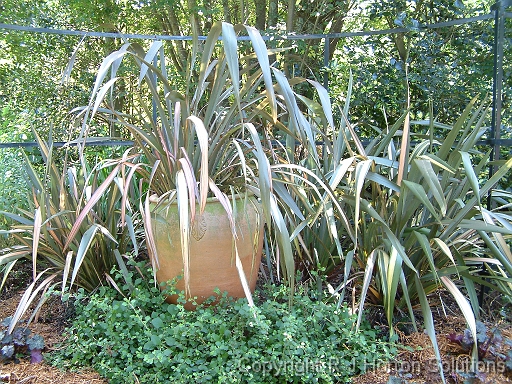Flax in pot
